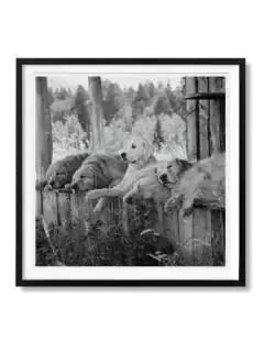 Bruce Weber: The Golden Retriever Photographic Society – Limited Edition Series 1