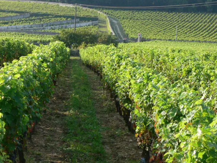 Château Yvonne Saumur-Champigny La Folie 2023 Red Wine 1