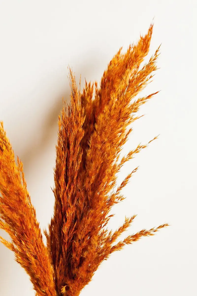 Dried Orange Pampas Grass Arrangement – Idlewild Floral Co. 1