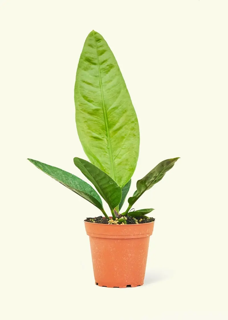 Rooted Bird’S Nest Anthurium – Live Potted Tropical Plant 1