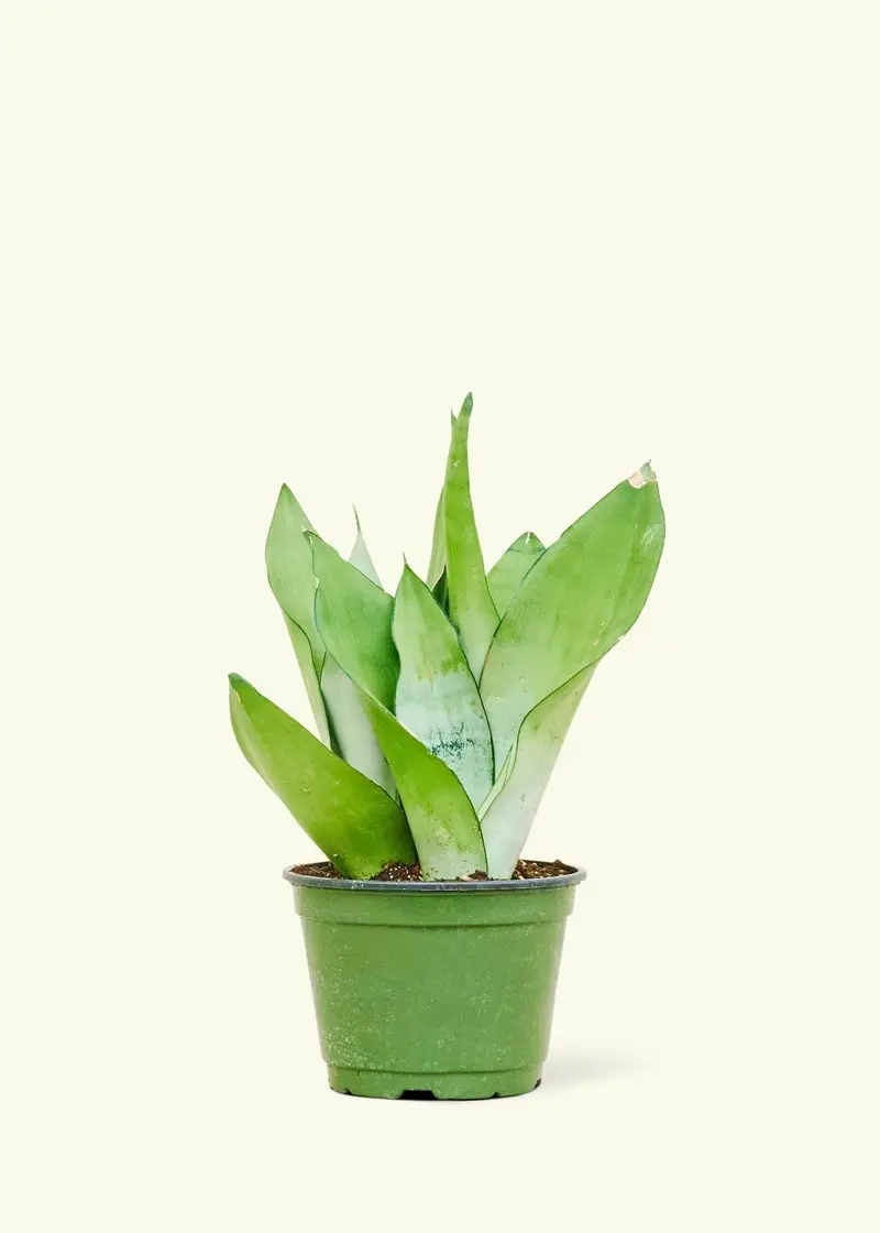 Rooted Moonshine Snake Plant (Sansevieria Trifasciata 'Moonshine') 1
