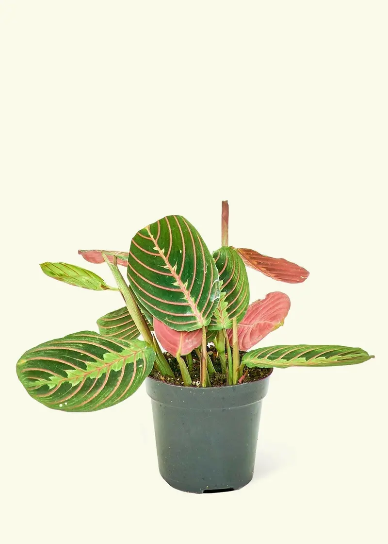 Rooted Red Prayer Plant (Goeppertia Roseopicta) 1