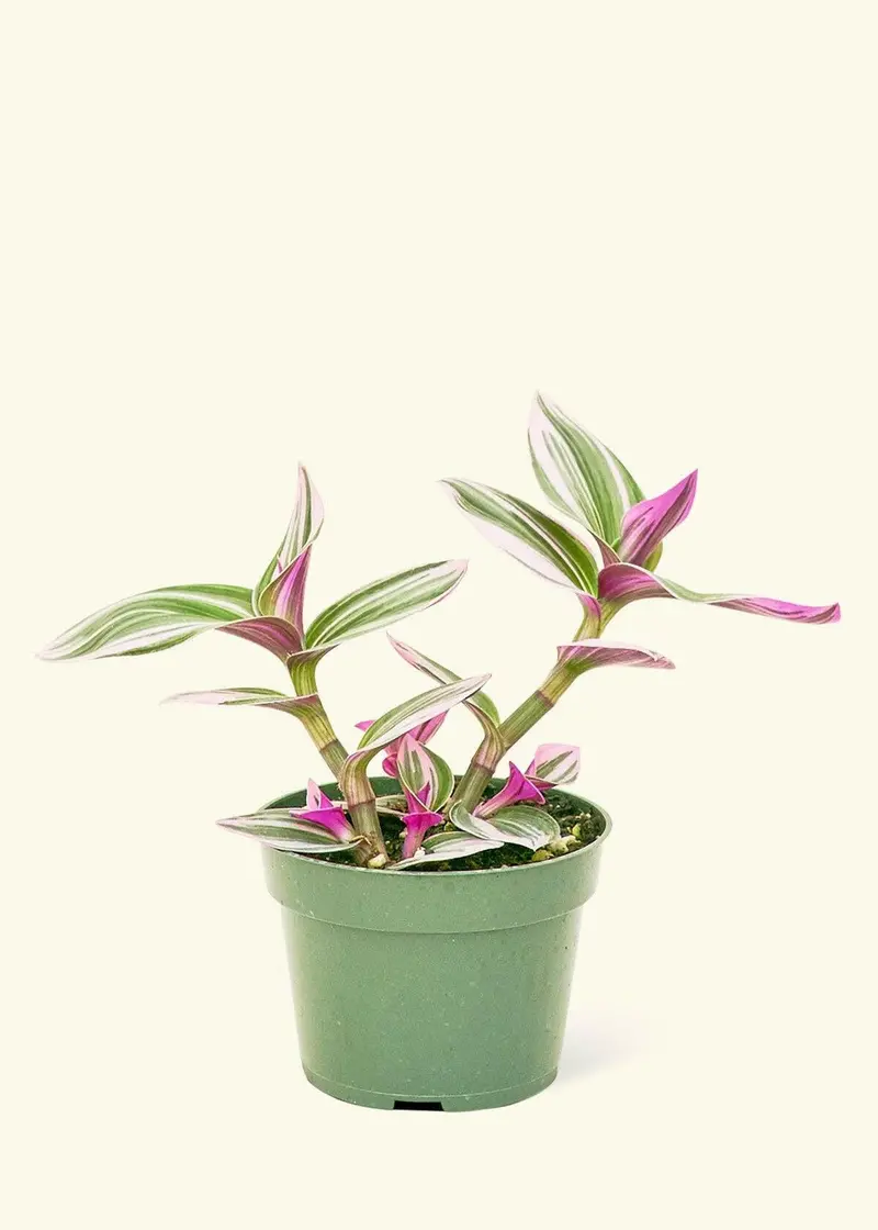 Rooted Tradescantia Nanouk In 4" Or 6" Nursery Pot (Medium Size) 1