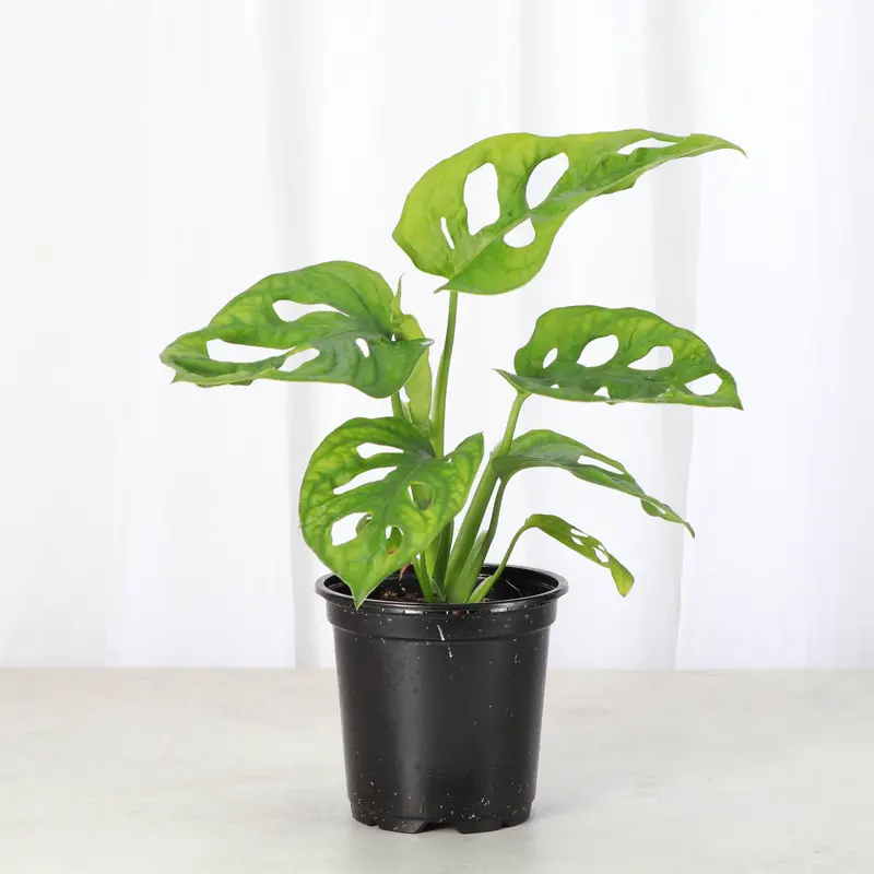 Swiss Cheese Vine (Monstera Adansonii) – 4-Inch Potted Live Plant From Thorsen'S Greenhouse 1